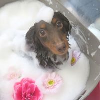 【本店】2018年7月5日のワンちゃん達♪