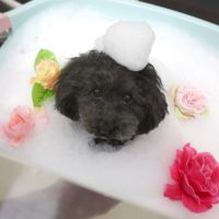 【池下店】2018年7月29日のワンちゃん達♪