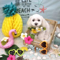 【池下店】2018年7月30日のワンちゃん達♪