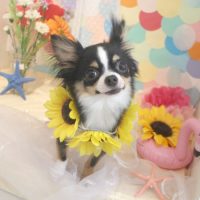 【本店】2018年7月1日のワンちゃん達♪