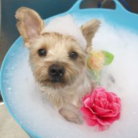 【池下店】2018年8月3日のワンちゃん達♪