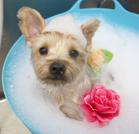 【池下店】2018年8月3日のワンちゃん達♪