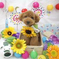 【池下店】2018年8月4日のワンちゃん達♪