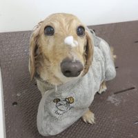 【本店】2018年7月8日のワンちゃん達♪