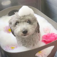 【本店】2018年7月9日のワンちゃん達♪