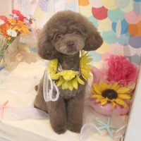 【本店】2018年7月6日のワンちゃん達♪