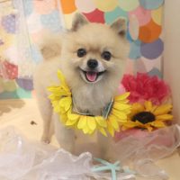 【本店】2018年7月7日のワンちゃん達♪