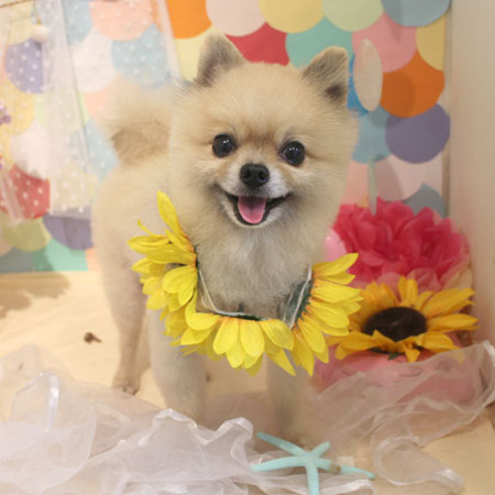 【本店】2018年7月7日のワンちゃん達♪