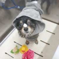 【池下店】2018年8月9日のワンちゃん達♪