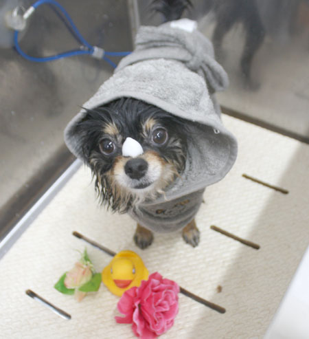 【池下店】2018年8月9日のワンちゃん達♪