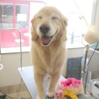 【本店】2018年7月11日のワンちゃん達♪