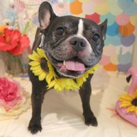 【本店】2018年7月12日のワンちゃん達♪