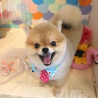 【本店】2018年7月13日のワンちゃん達♪