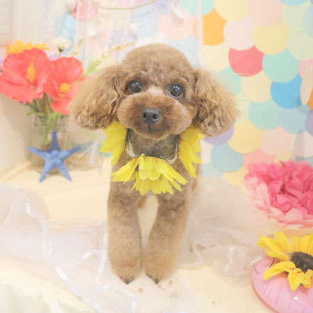 【本店】2018年7月14日のワンちゃん達♪