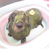 【本店】2018年7月22日のワンちゃん達♪