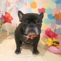 【本店】2018年7月21日のワンちゃん達♪