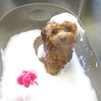 【本店】2018年7月23日のワンちゃん達♪