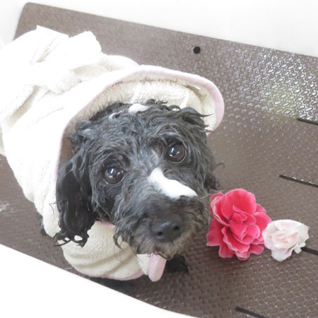 【本店】2018年7月25日のワンちゃん達♪