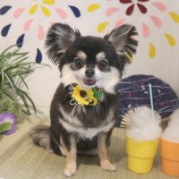 【本店】2018年7月27日のワンちゃん達♪