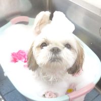 【本店】2018年7月28日のワンちゃん達♪