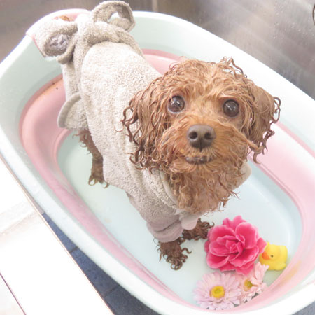 【本店】2018年7月30日のワンちゃん達♪