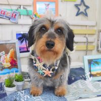 【山手店】2018年7月1日のワンちゃん達♪