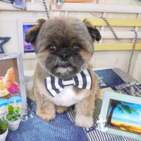 【山手店】2018年7月2日のワンちゃん達♪