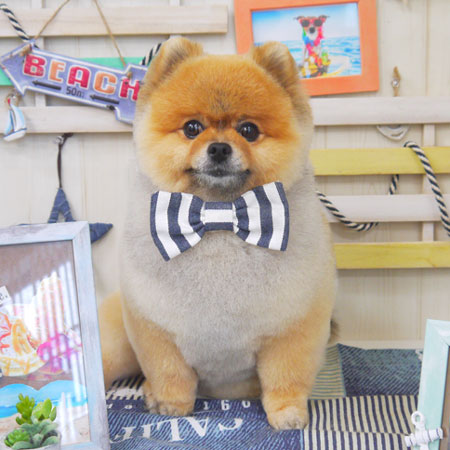 【山手店】2018年7月5日のワンちゃん達♪