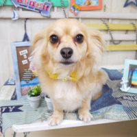 【山手店】2018年7月6日のワンちゃん達♪