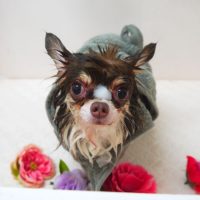 【山手店】2018年7月7日のワンちゃん達♪