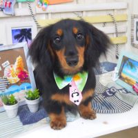 【山手店】2018年7月8日のワンちゃん達♪