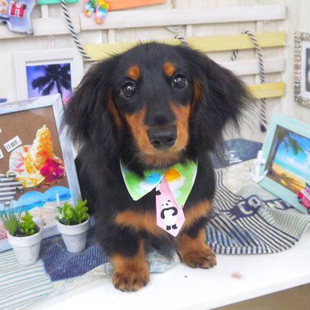 【山手店】2018年7月8日のワンちゃん達♪