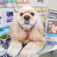 【山手店】2018年7月9日のワンちゃん達♪