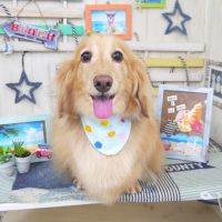 【山手店】2018年7月11日のワンちゃん達♪