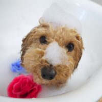 【山手店】2018年7月14日のワンちゃん達♪