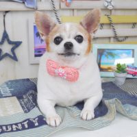 【山手店】2018年7月15日のワンちゃん達♪