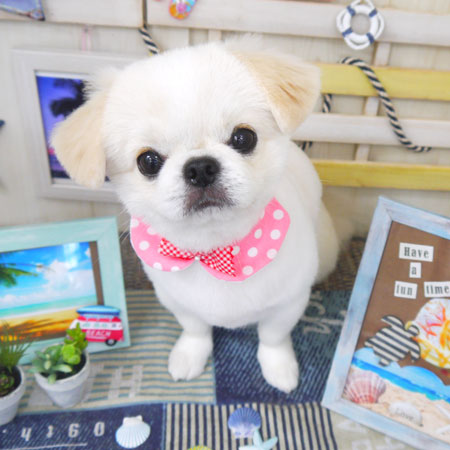 【山手店】2018年7月16日のワンちゃん達♪