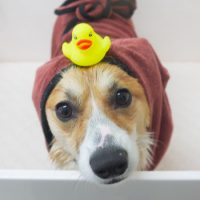 【山手店】2018年7月19日のワンちゃん達♪