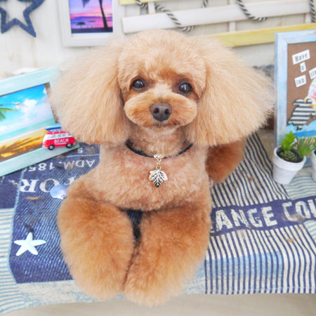 【山手店】2018年7月20日のワンちゃん達♪