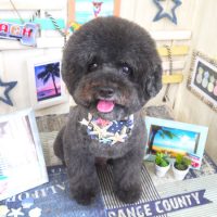 【山手店】2018年7月21日のワンちゃん達♪