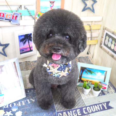 【山手店】2018年7月21日のワンちゃん達♪