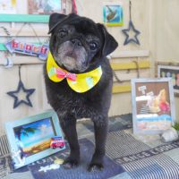 【山手店】2018年7月22日のワンちゃん達♪