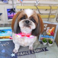 【山手店】2018年7月23日のワンちゃん達♪