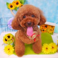 【山手店】2018年7月25日のワンちゃん達♪