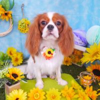 【山手店】2018年7月26日のワンちゃん達♪