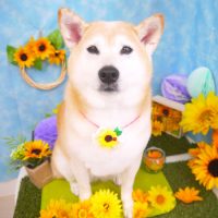 【山手店】2018年7月27日のワンちゃん達♪