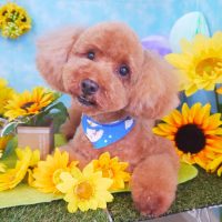 【山手店】2018年7月29日のワンちゃん達♪