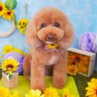 【山手店】2018年7月30日のワンちゃん達♪