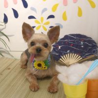 【本店】2018年8月1日のワンちゃん達♪