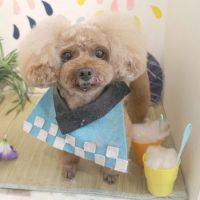 【本店】2018年08月19日のワンちゃん達♪